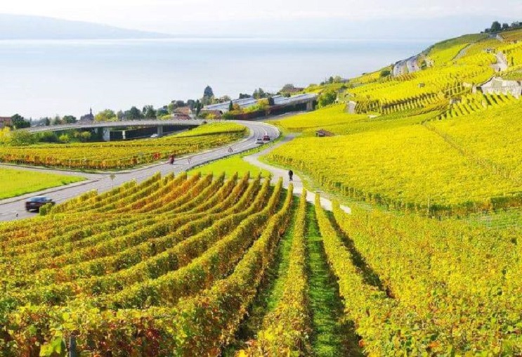 Tới Lavaux chiêm ngưỡng vẻ đẹp của vườn nho di sản thế giới